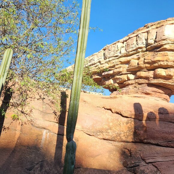 Meet your Posher, Cherry - Picture 1 of 1